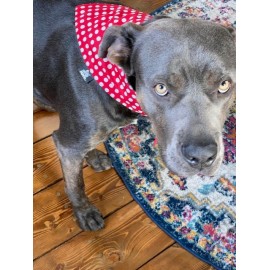 le foulard a chien ROUGE A...